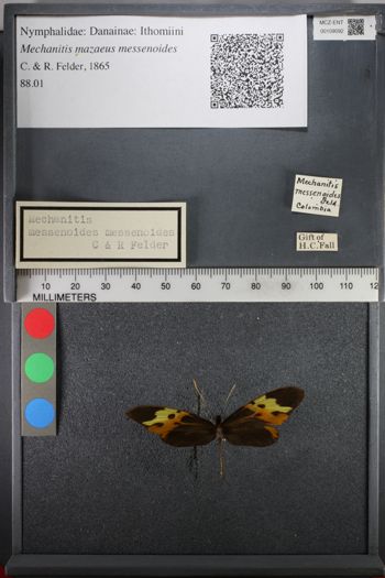 Media type: image;   Entomology 109092